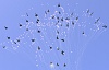     
: VFAT2011-Mass-Flight-Split.jpg
: 2446
:	174.6 
ID:	3063